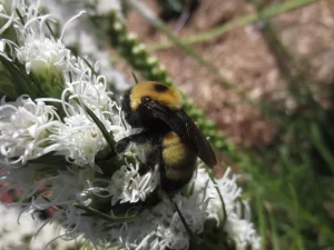 Nevada-bumblebee-on-liatris-by-Susan-Fluegel.webp
