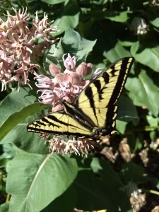 Swallowtail-butterfly-on-milkweed-by-Ken-Bunzel.webp
