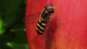 hover fly closeup