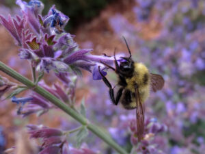 native bee on catmint