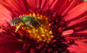 sweat bee